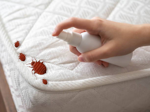 Best Local Pest Control Services  in Woodmere, NY